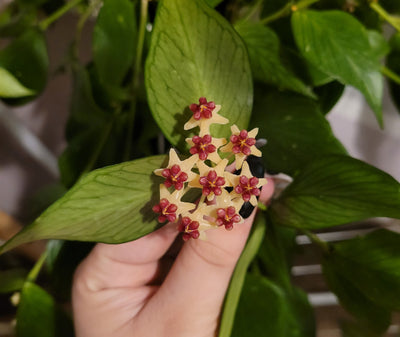 Hoya Polyneura variegated | Fish Tail Hoya - House of Kojo