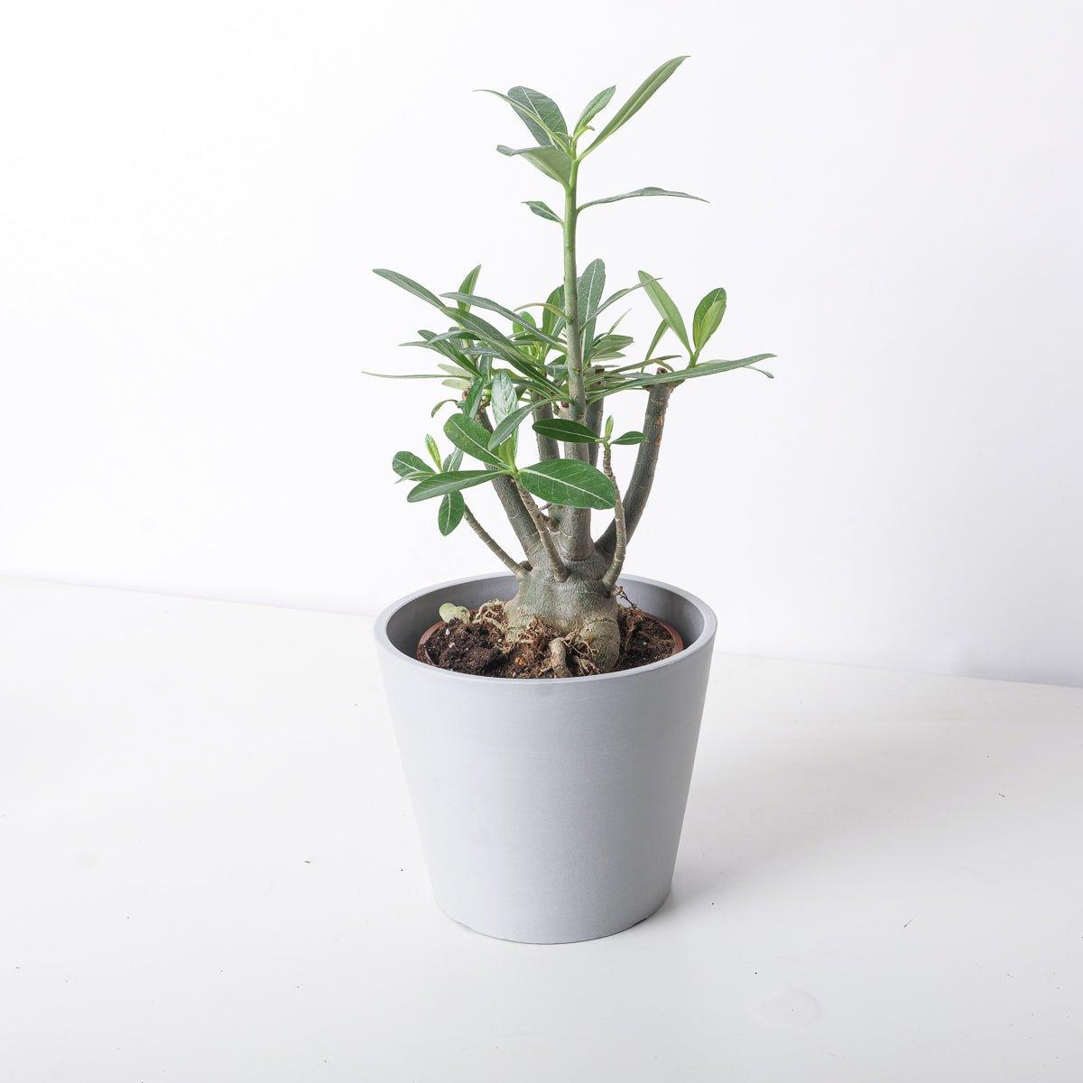 Desert Rose Plant - Adenium obesum - Natural Bonsai or House Plant - 4 Pot