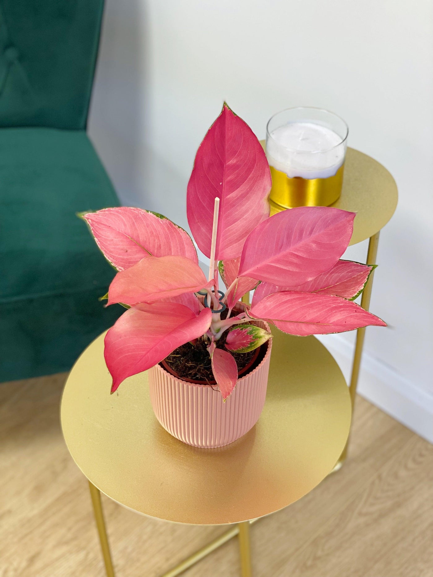 Aglaonema Flamingo | Chinese Evergreen - House of Kojo