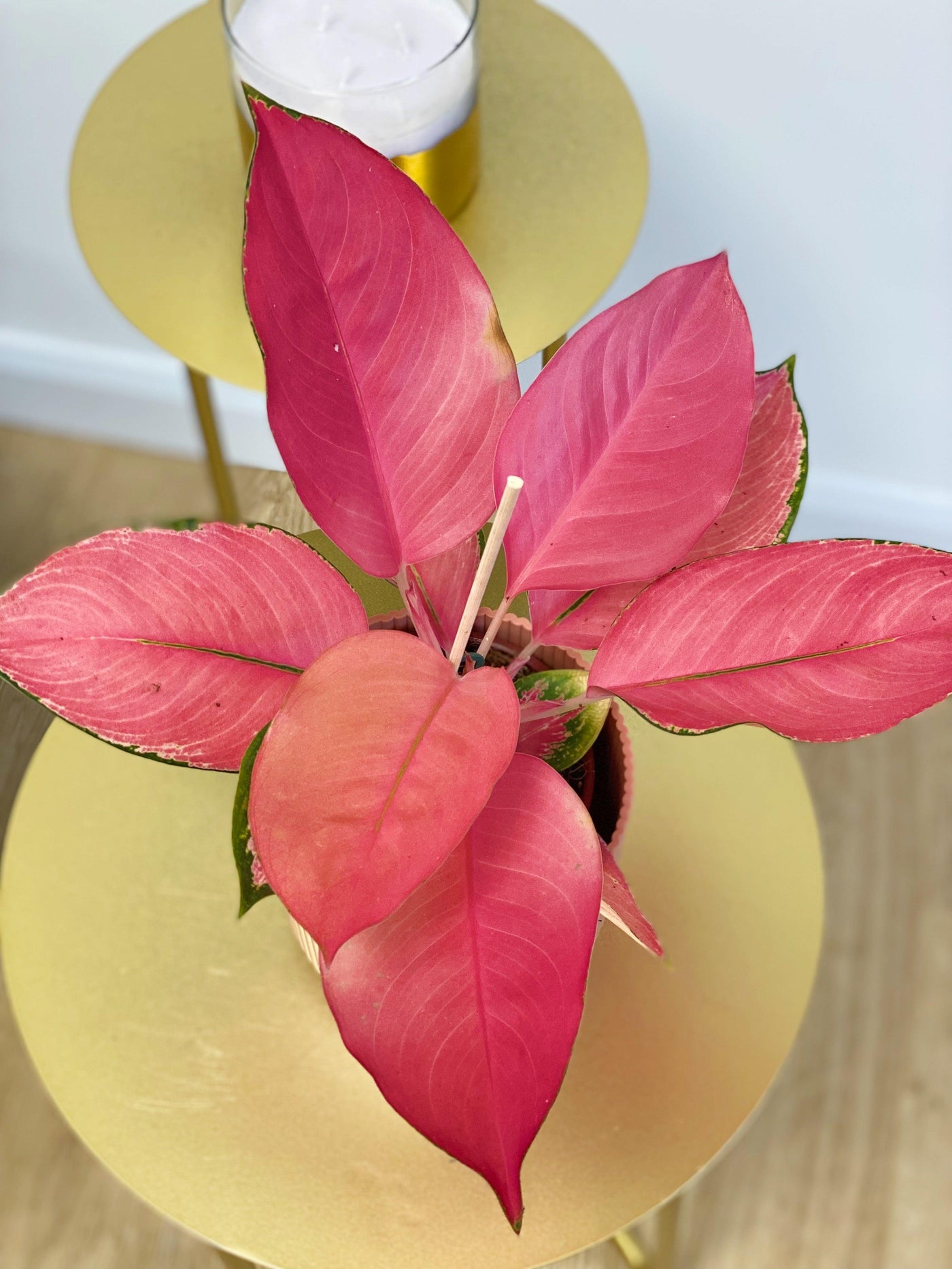 Aglaonema Flamingo | Chinese Evergreen - House of Kojo