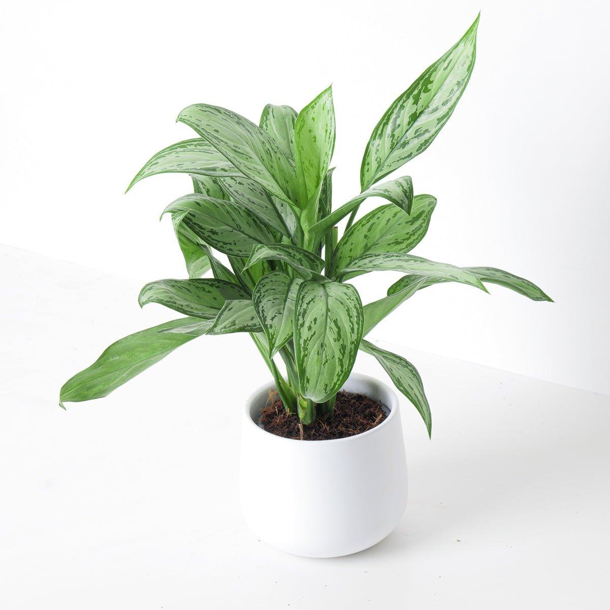 Aglaonema Maria Christina | Indoor Plants and Accessories – House of Kojo