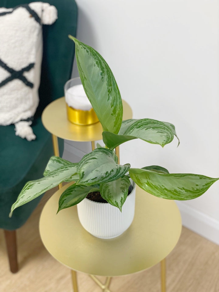 Aglaonema Khanza - 2024 Aroid Variegated Houseplants - Home Decor - Plant Gift - Indoor Plants - Monstera - Philodendron - Hoya - Alocasia