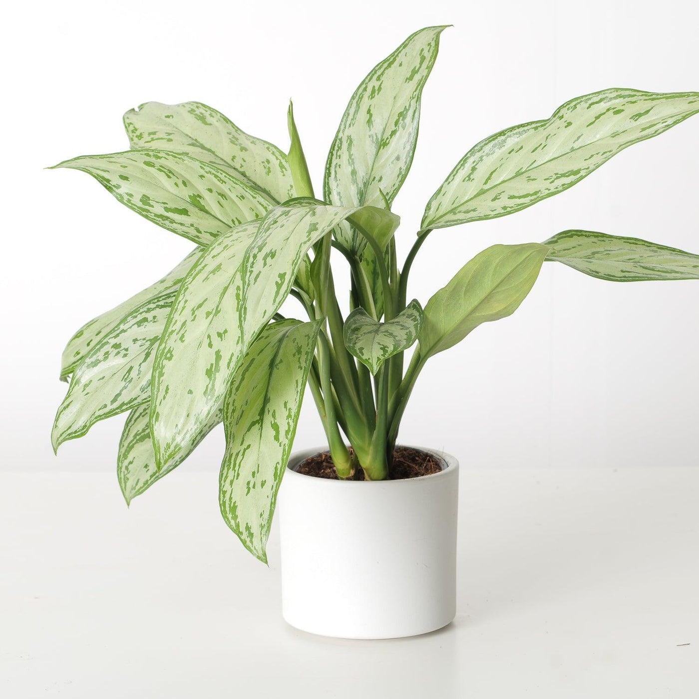 Aglaonema Silver Queen - House of Kojo