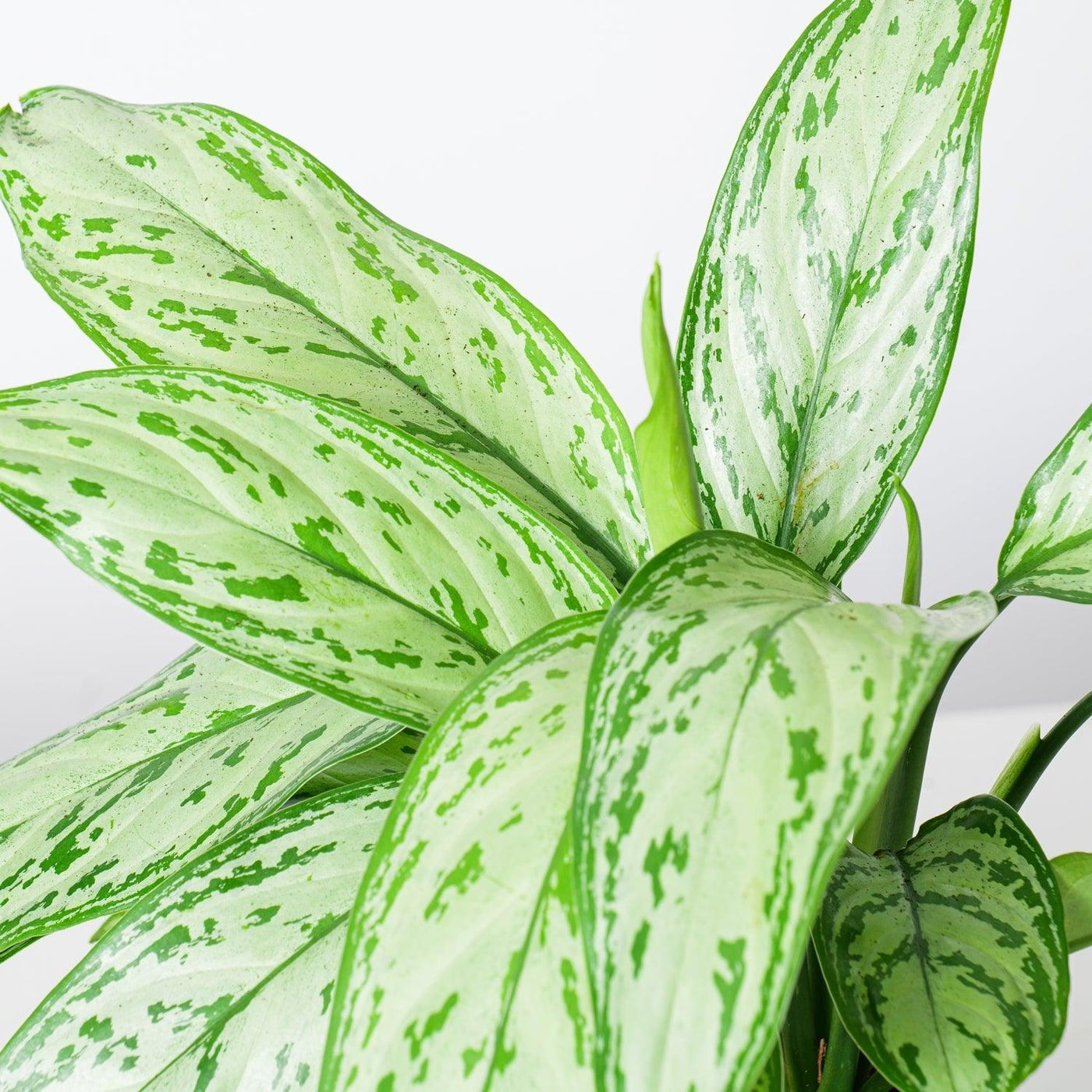 Aglaonema Silver Queen - House of Kojo