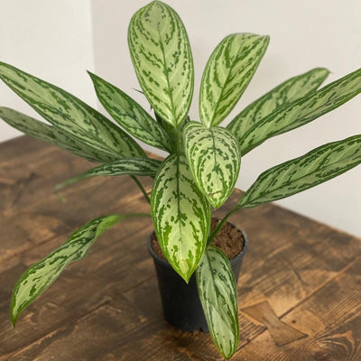 Aglaonema Silver Queen - House of Kojo