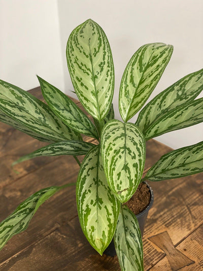 Aglaonema Silver Queen - House of Kojo