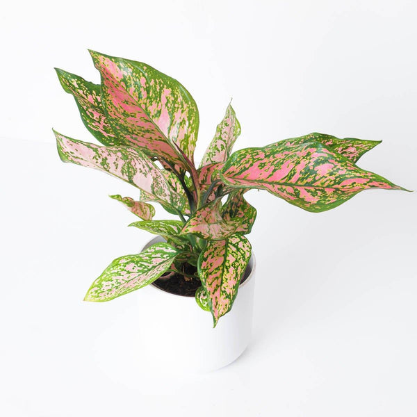 Aglaonema Spotted Star | Indoor Plants and Accessories – House of 