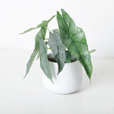 Alocasia heterophylla 'Dragon's Breath' - House of Kojo