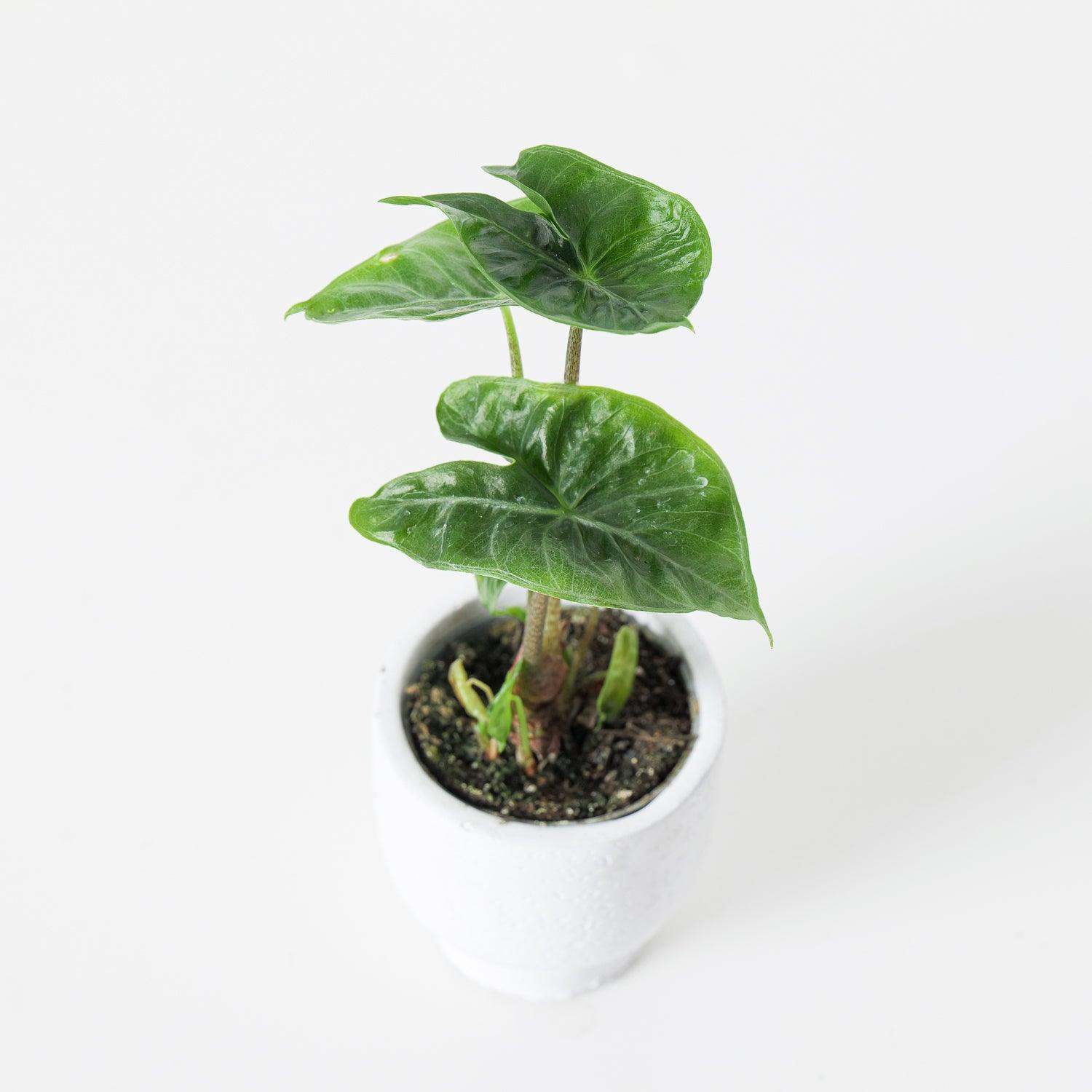 Alocasia Ivory Coast | Indoor Plants and Accessories – House of Kojo