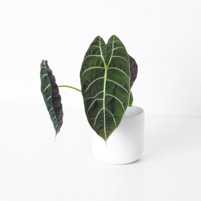 Alocasia Watsoniana 'Velvety' - House of Kojo