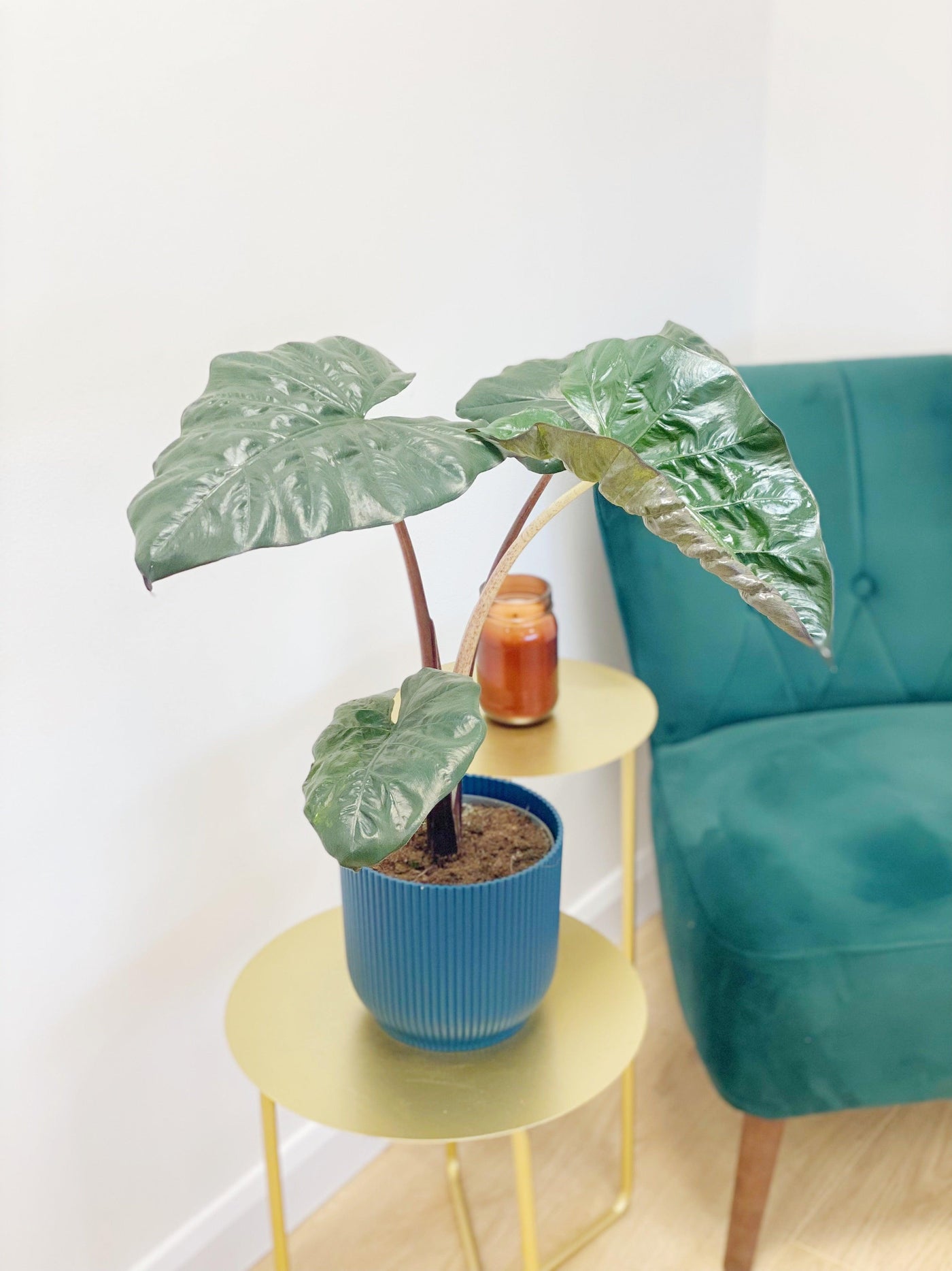 Alocasia Yucatan Princess - House of Kojo