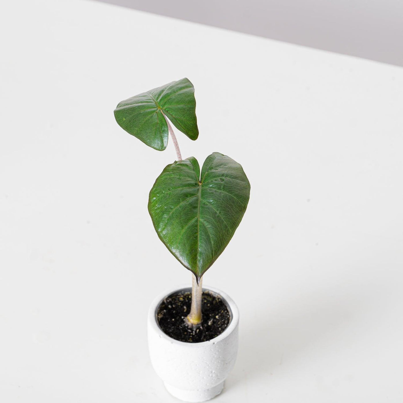 Alocasia Yucatan Princess - House of Kojo