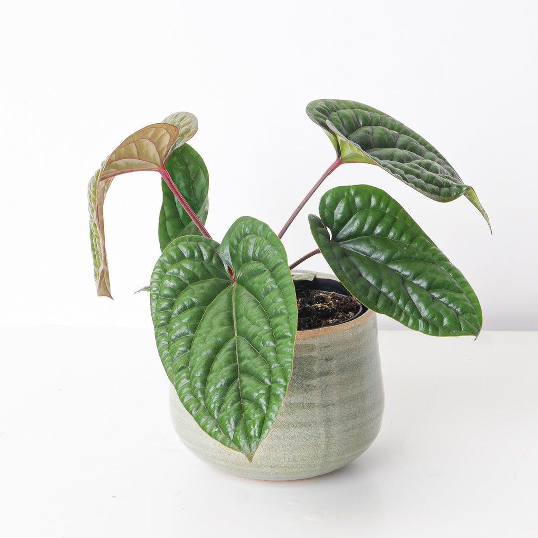 US Seller anthurium luxurians x radicans deals BIG