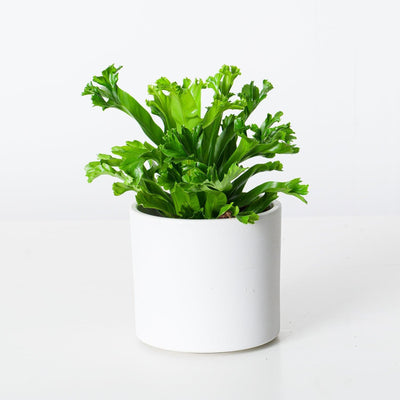 Asplenium Leslie | Birds Nest Fern - House of Kojo