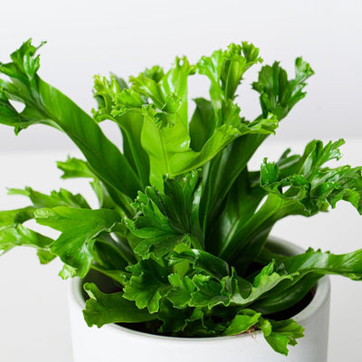 Asplenium Leslie | Birds Nest Fern - House of Kojo