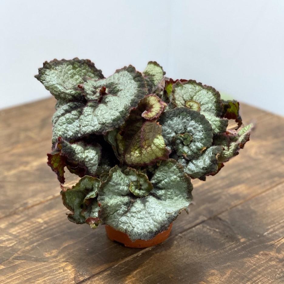 Begonia Escargot - House of Kojo