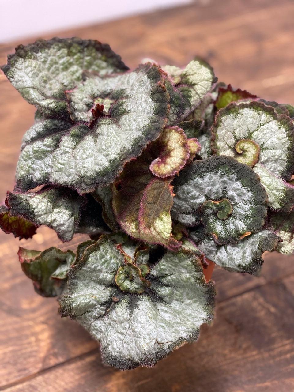 Begonia Escargot - House of Kojo