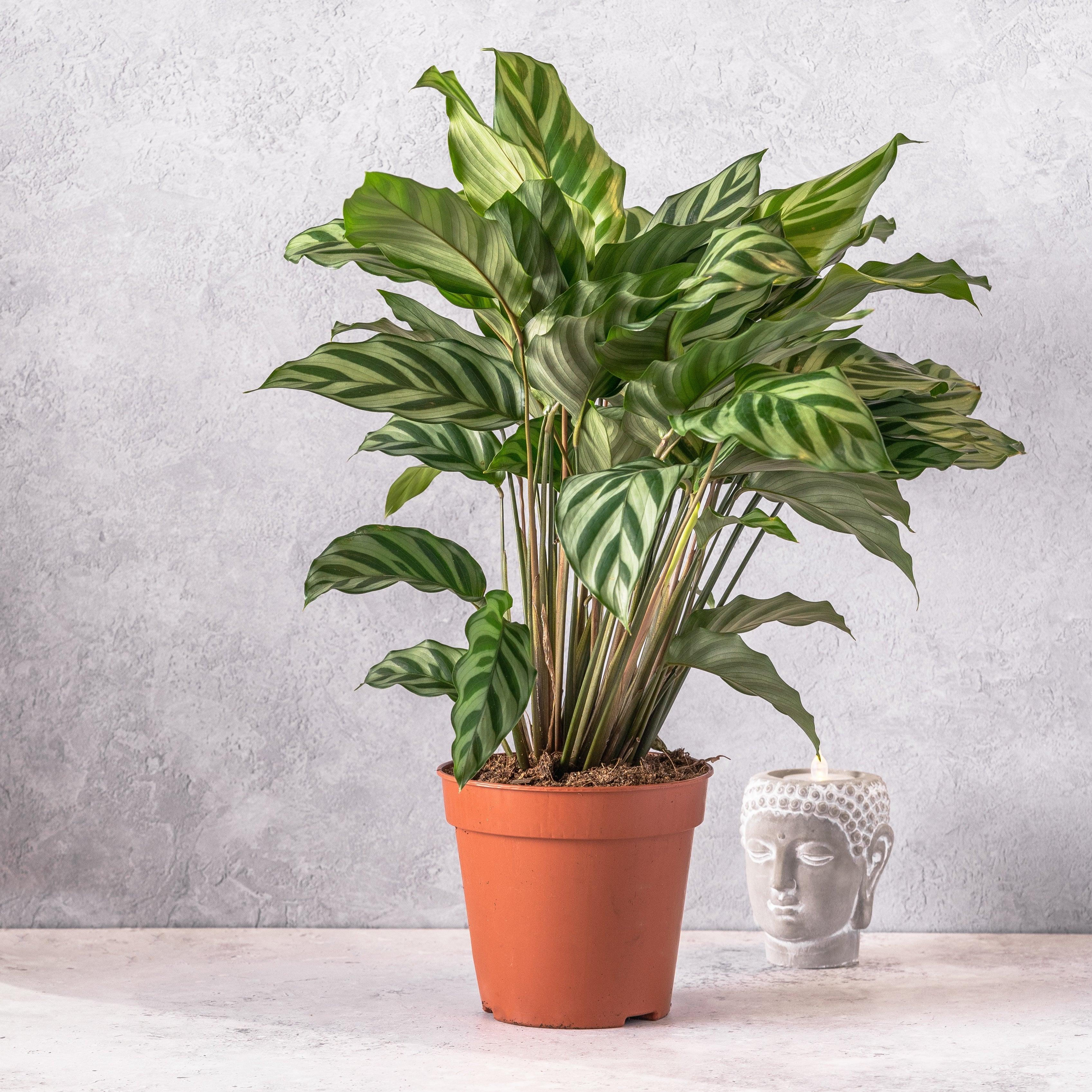 Calathea Concinna Freddie | 13cm Pot | Pet Friendly House Plant ...