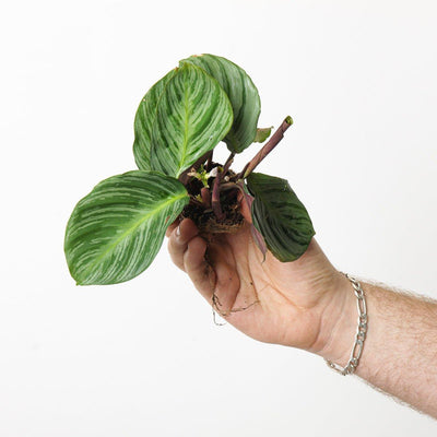 Calathea fucata - House of Kojo