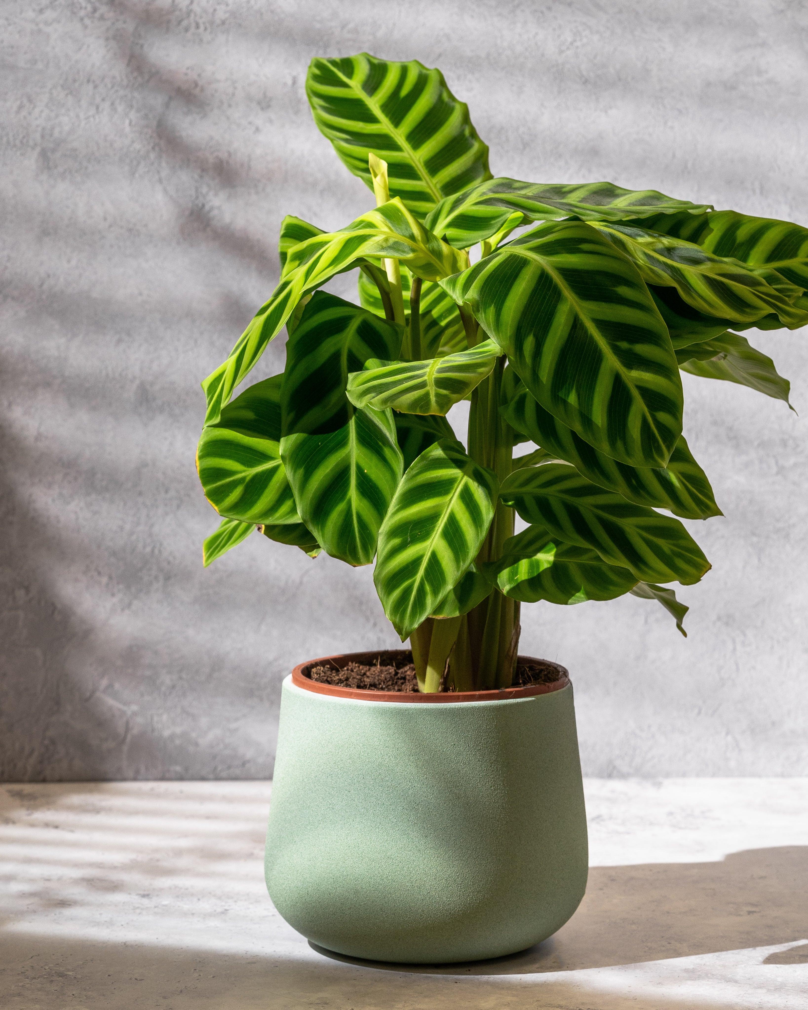 Calathea Zebrina | Indoor Plants and Accessories – House of Kojo