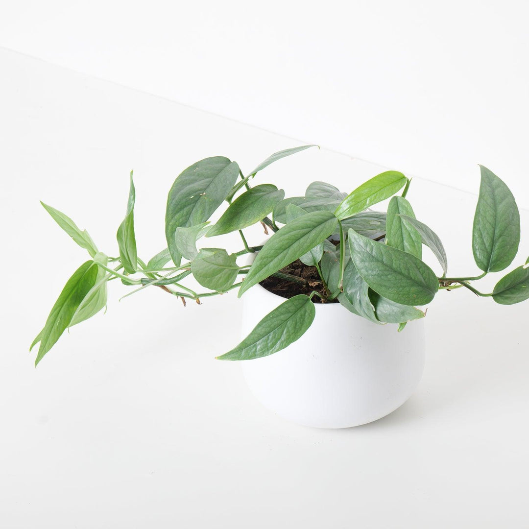 Cebu blue epipremnum pinnatum (pothos) full 6 in