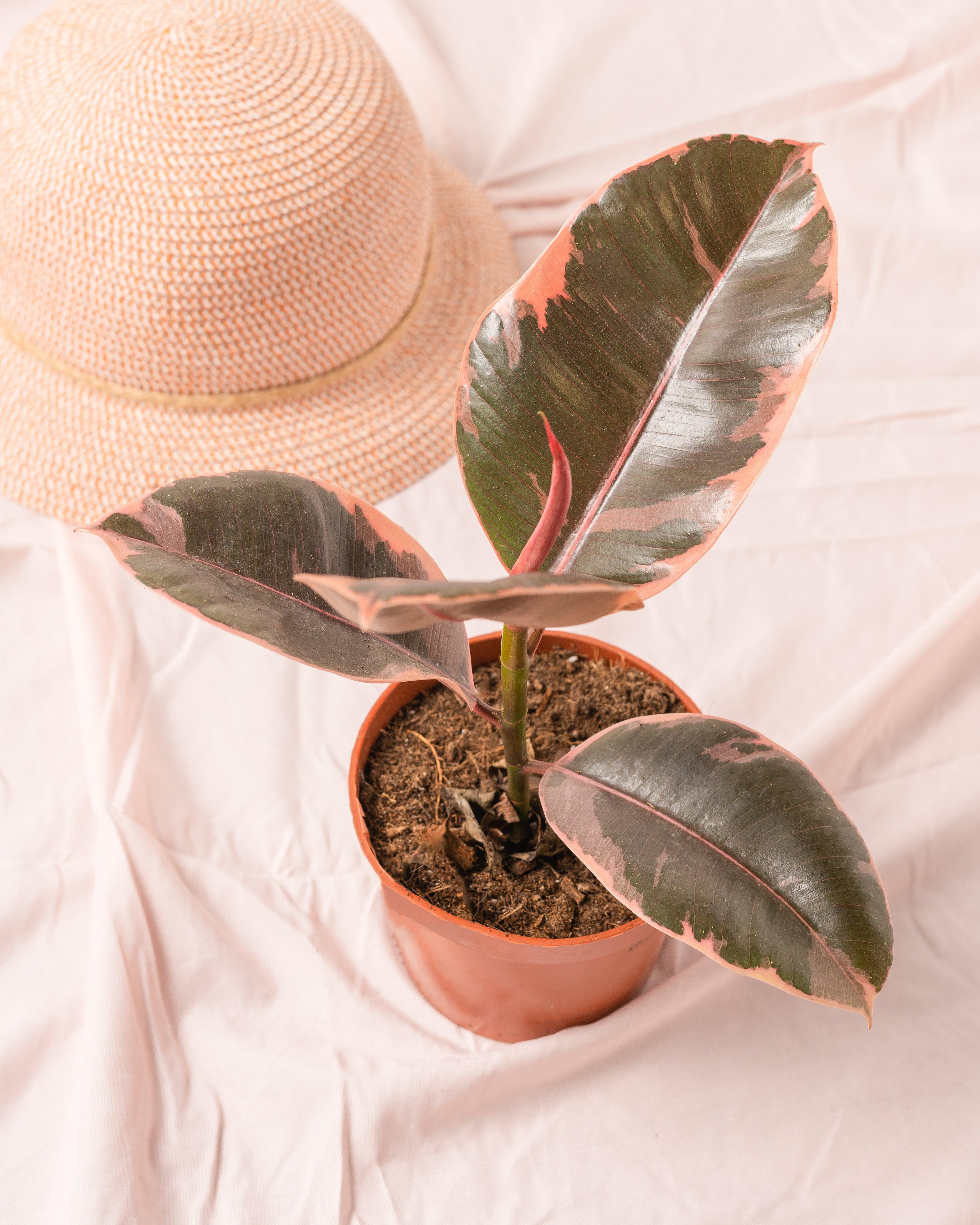 Ficus Elastica Belize Ruby, Rubber Plant