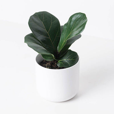 Fiddle Leaf Fig | Ficus Lyrata - House of Kojo