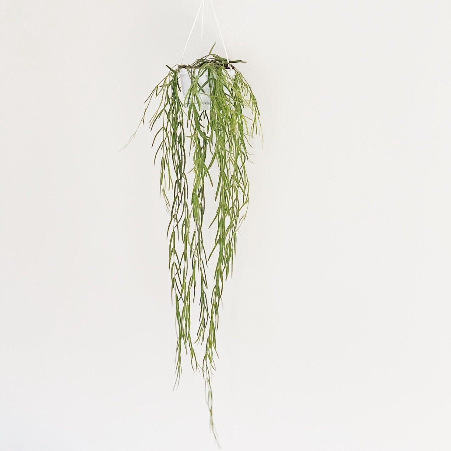 Hoya Linearis | Hanging Pot | Indoor Plants and Accessories – House of Kojo