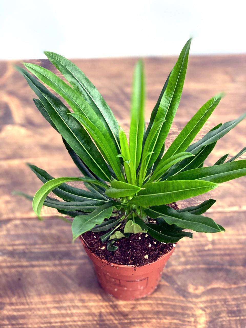 Madagascar Palm Pachypodium Lamerei - House of Kojo