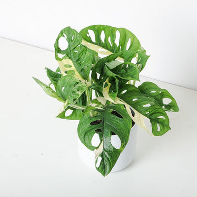 Monstera Adansonii Aurea Variegated - House of Kojo