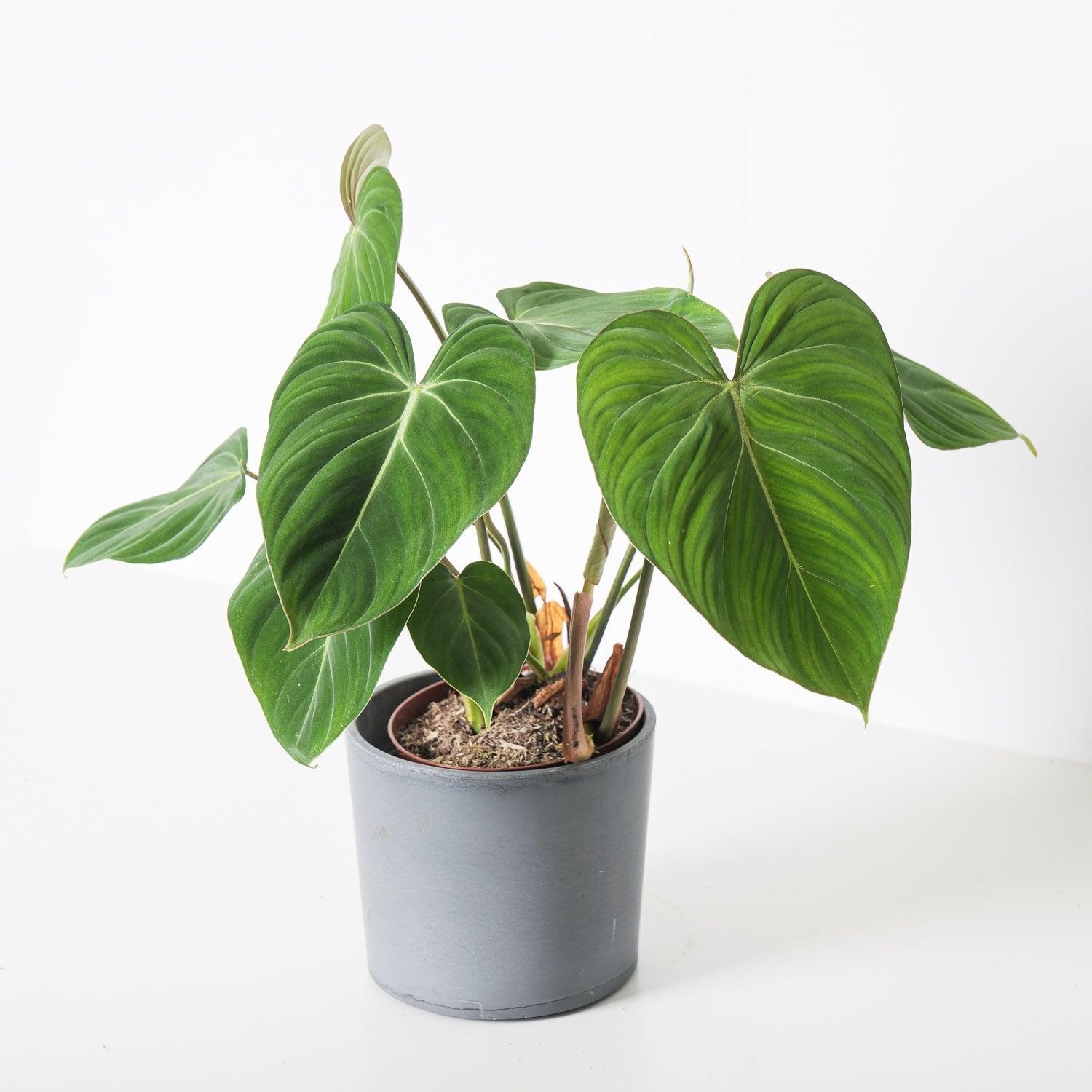 Philodendron Gloriosum | Indoor Plants and Accessories – House of Kojo