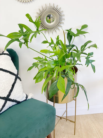 Philodendron Pedatum Glad Hands - House of Kojo