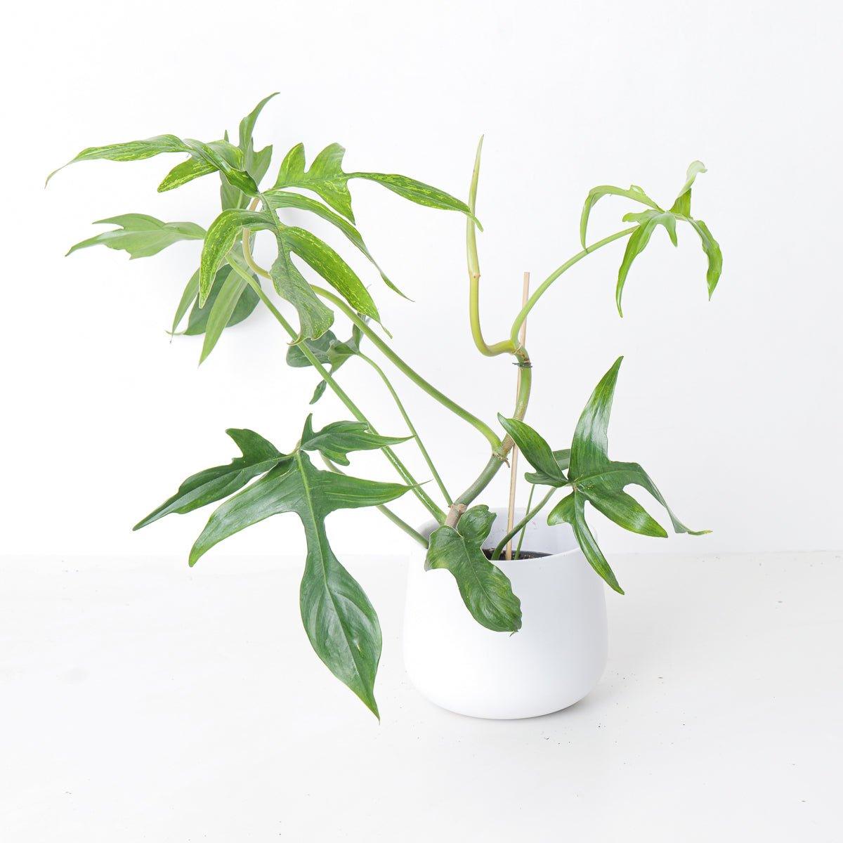 Philodendron Pedatum Glad Hands - House of Kojo