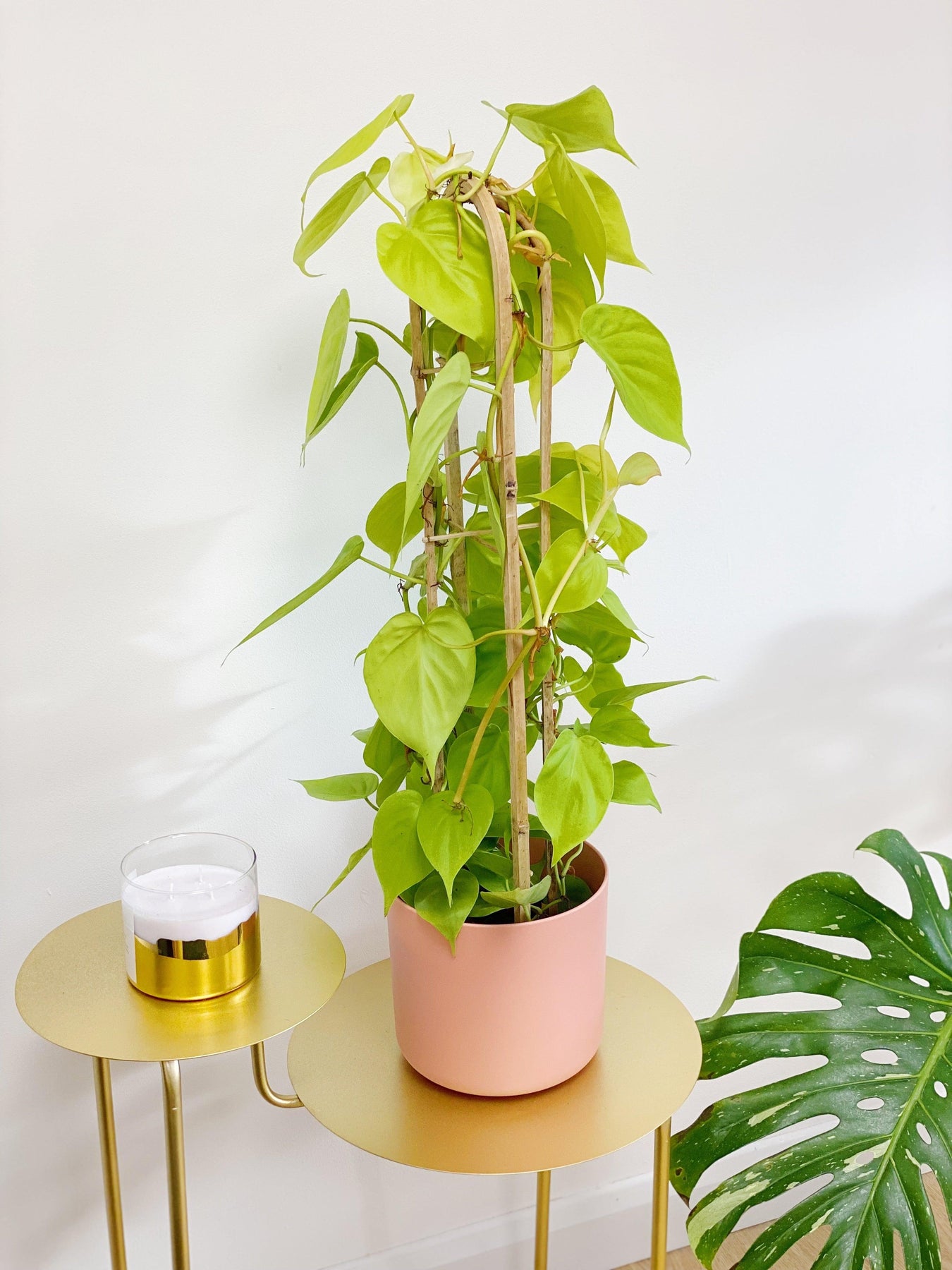 Philodendron Scandens Micans Lime | Trailing Plant | Indoor Plants and ...