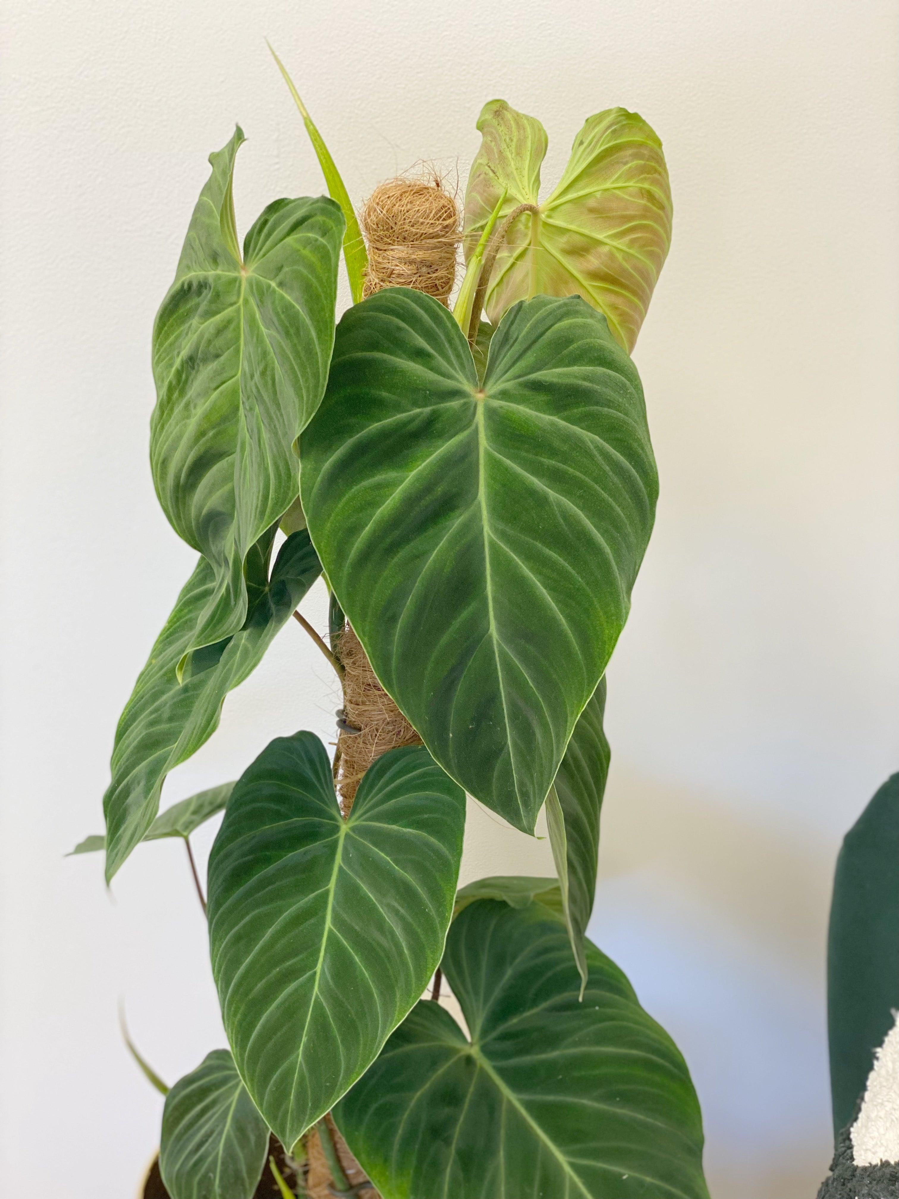 Philodendron Splendid (Verrucosum x Melanochrysum) hotsell V07