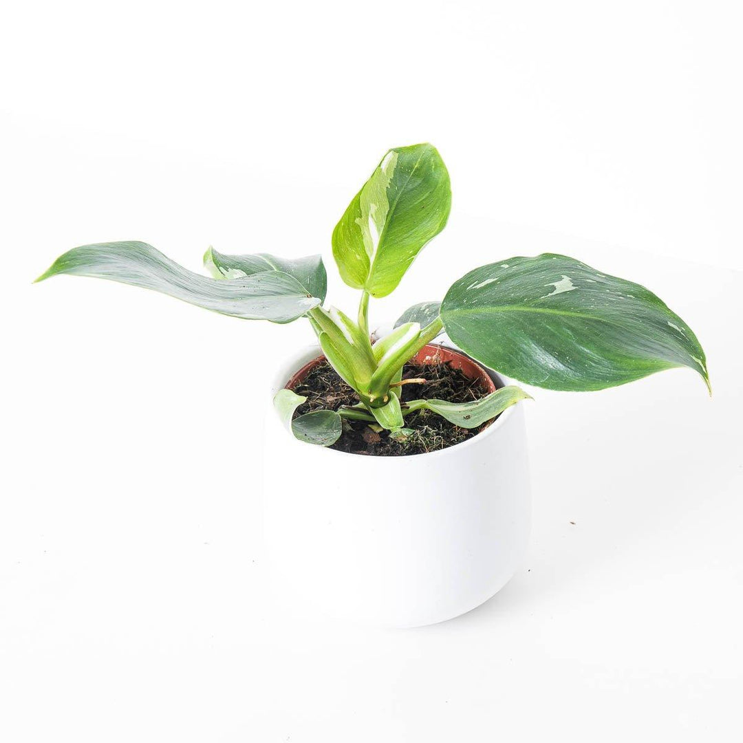 Philodendron White Princess, Variegated Philodendron, Rare Houseplant, high quality Princess Philodendron, in 3