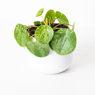 Pilea Peperomioides Mojito | Variegated Chinese Money Plant - House of Kojo