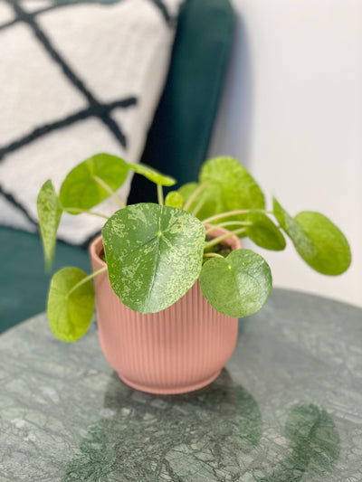 Pilea Peperomioides Mojito | Variegated Chinese Money Plant - House of Kojo