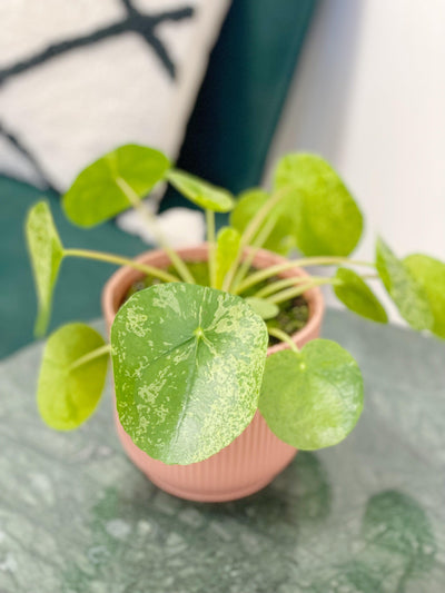 Pilea Peperomioides Mojito | Variegated Chinese Money Plant - House of Kojo