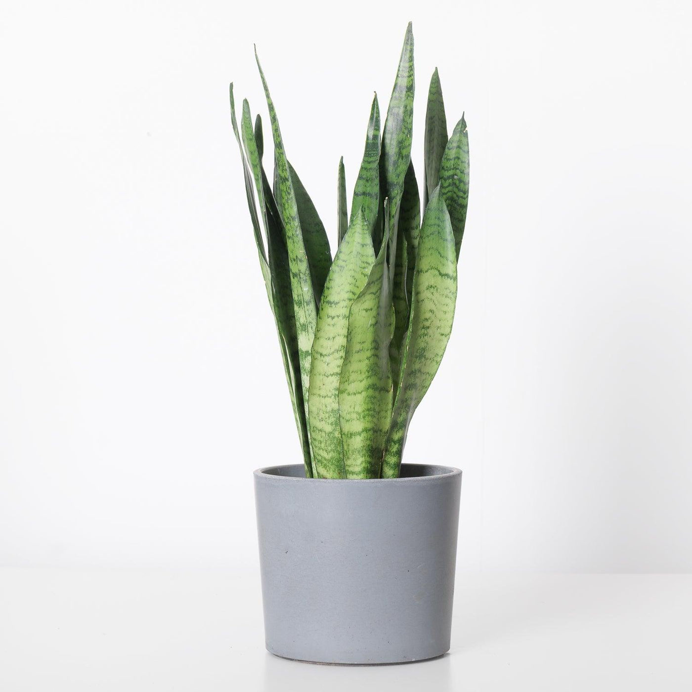 Sansevieria Trifasciata Zeylanica | Easy Care - House of Kojo