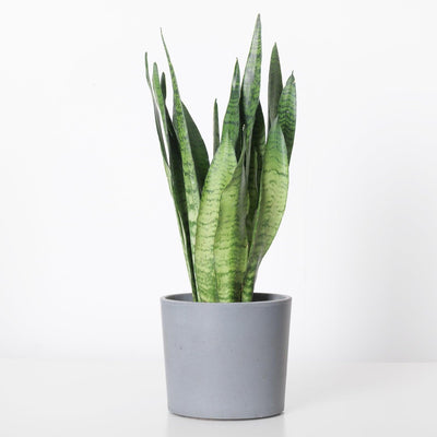 Sansevieria Trifasciata Zeylanica | Easy Care - House of Kojo