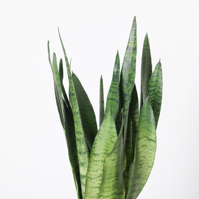 Sansevieria Trifasciata Zeylanica | Easy Care - House of Kojo