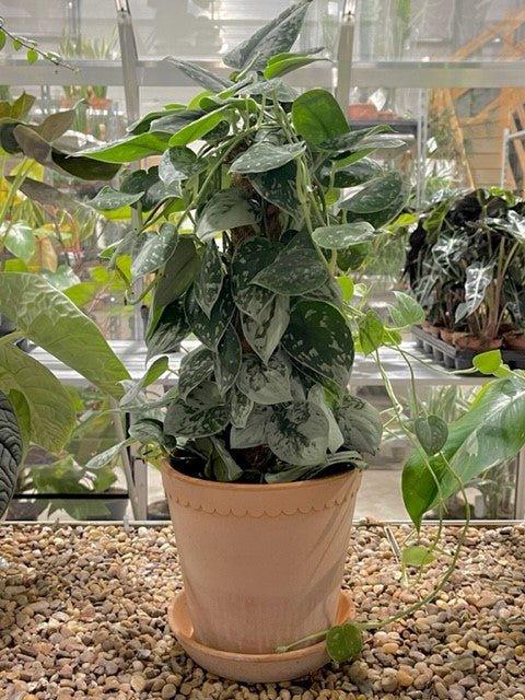 Scindapsus pictus 'Silvery Ann' - Satin Pothos