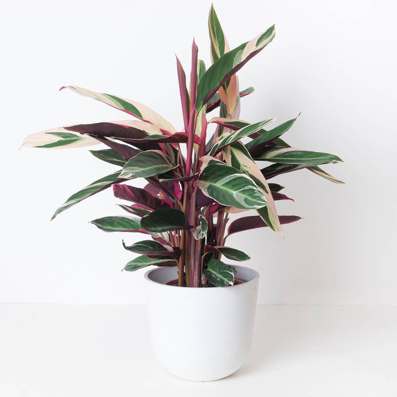 Stromanthe Sanguinea Triostar | Calathea Triostar - House of Kojo