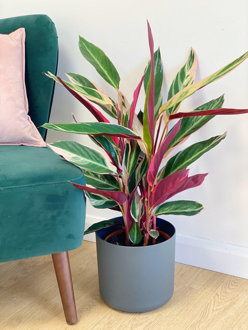 Stromanthe Sanguinea Triostar | Calathea Triostar - House of Kojo