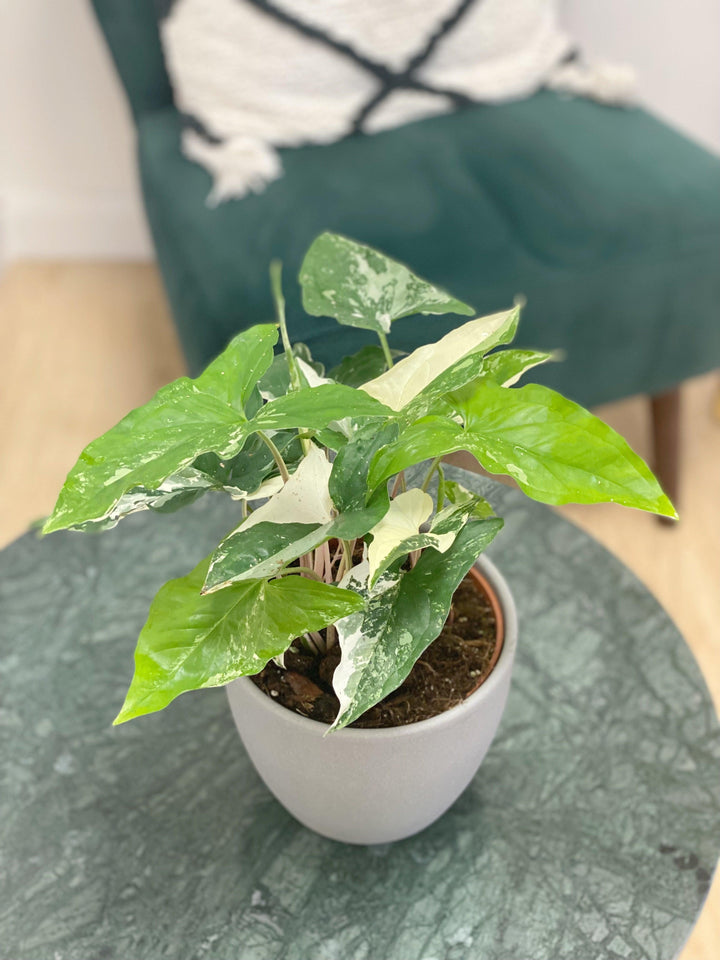 Syngonium Albo Variegata newest - Variegated Syngonium - Syngonium Emerald Gem - Large Open Terrarium