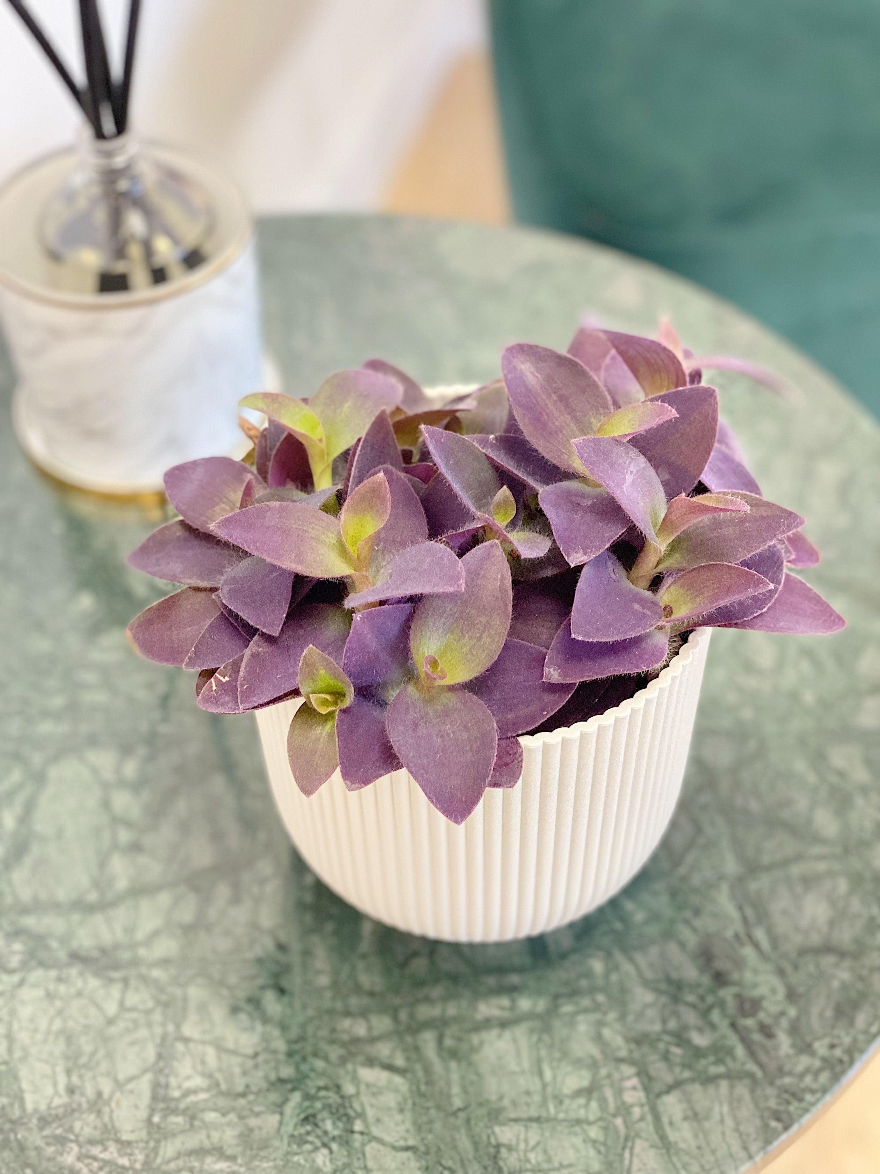 Japanese wisteria 'Royal Purple' (Wisteria floribunda 'Royal Purple')  Flower, Leaf, Care, Uses - PictureThis