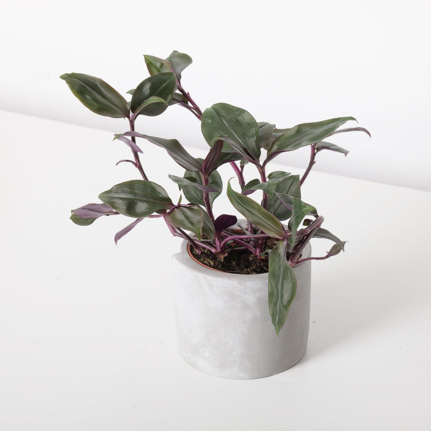 Tradescantia Spathacea Roxxo | House Plant - House of Kojo