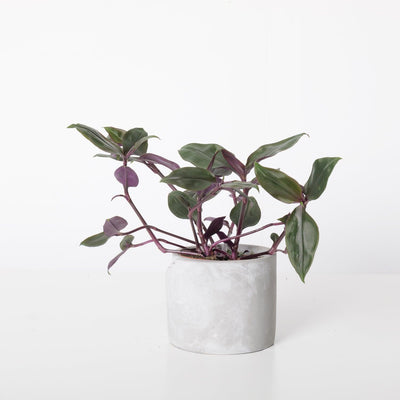 Tradescantia Spathacea Roxxo | House Plant - House of Kojo