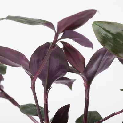 Tradescantia Spathacea Roxxo | House Plant - House of Kojo